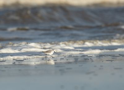 Drieteenstrandloper 14