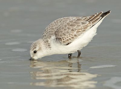 Drieteenstrandloper 16