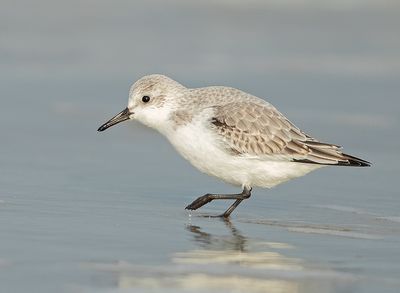 Drieteenstrandloper 18