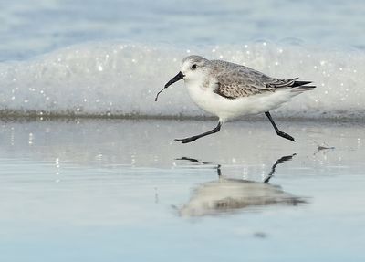 Drieteenstrandloper 19