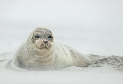 Zeehond