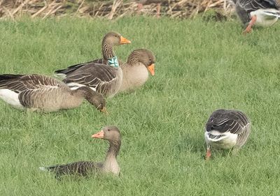 Grauwe-Gans-SZP