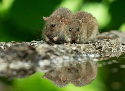 Bruine Rat 5