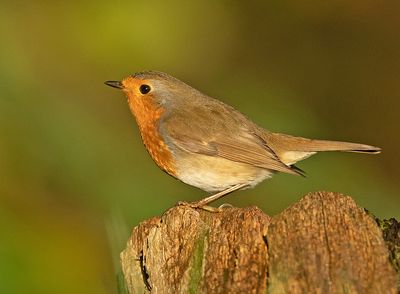 Roodborst 16