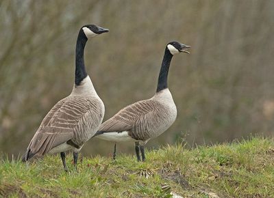 Grote Canadese Gans 4