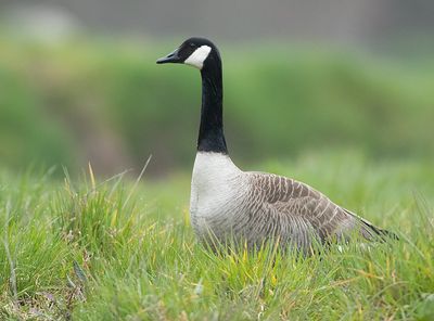 Grote Canadese Gans 5