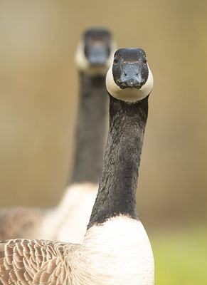 Grote Canadese Gans frontal