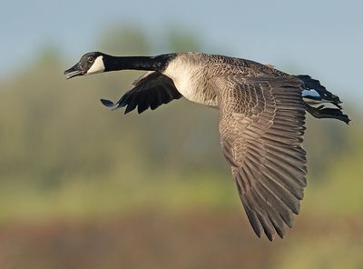 Grote Canadese Gans 6