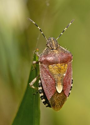 Bessenschildwants