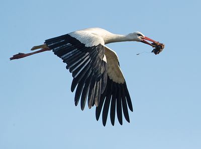 Ooievaar 10