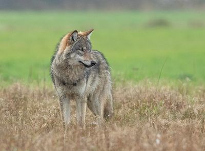 Wolf 11