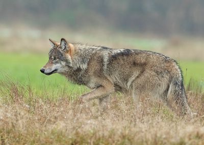 Wolf 4