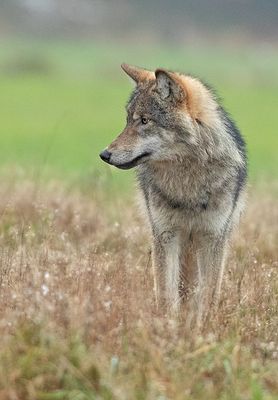 Wolf 5