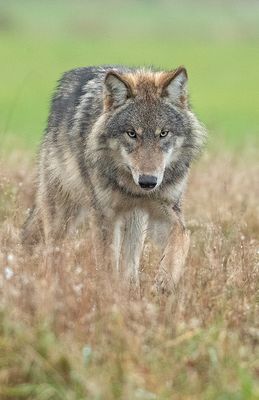 Wolf 6
