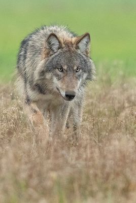 Wolf 7