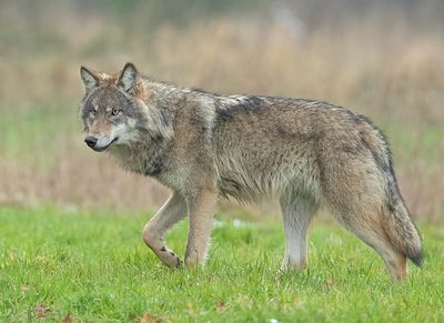 Wolf 9