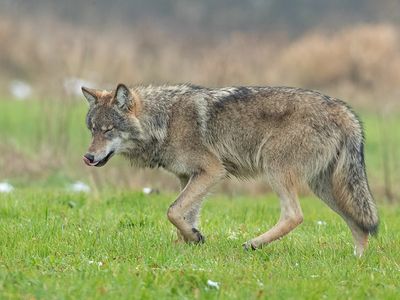 Wolf 10