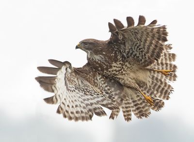 Buizerd 44