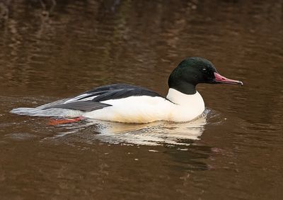 Grote Zaagbek 8