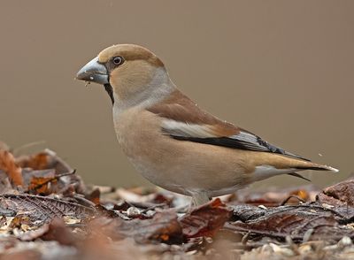 Appelvink 37