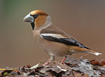Appelvink 39