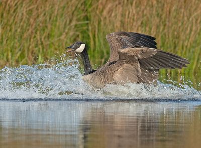 Grote Canadese Gans 7