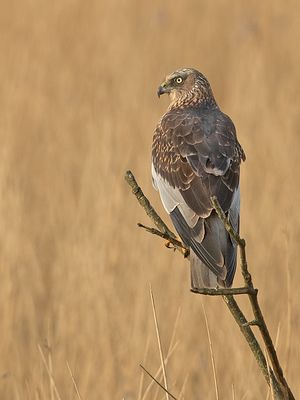 Bruine Kiekendief 43