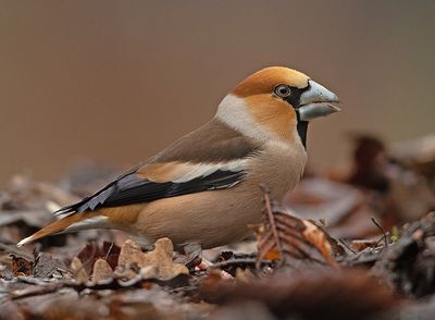 Appelvink 43