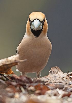 Appelvink frontal