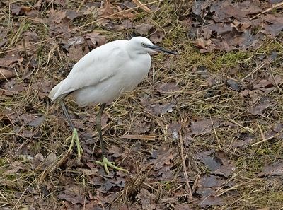 Kleine Zilverreiger 3