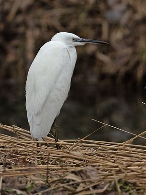 Kleine Zilverreiger 4