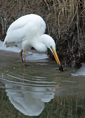 Grote Zilverreiger 17
