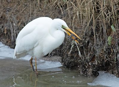 Grote Zilverreiger 18