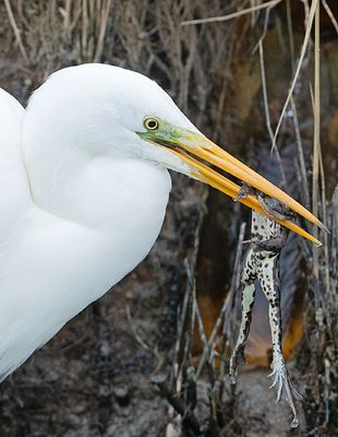 Grote Zilverreiger 19