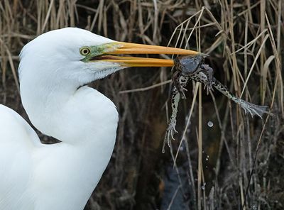 Grote Zilverreiger 20