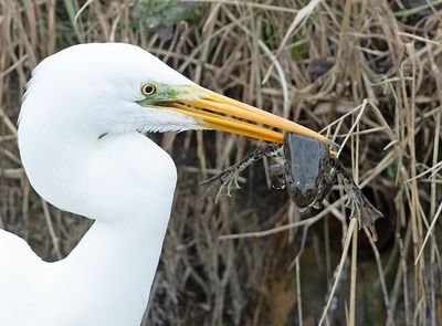 Grote Zilverreiger 21