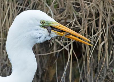 Grote Zilverreiger 22