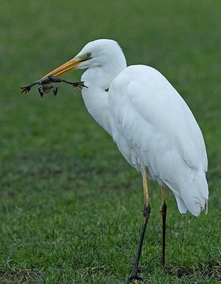 Grote Zilverreiger 23