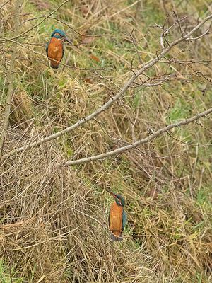 IJsvogel 71