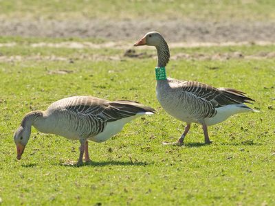 Grauwe Gans H694