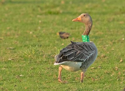 Grauwe Gans H711