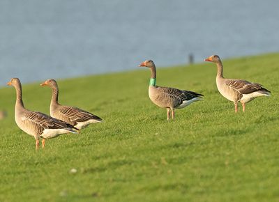 Grauwe Gans H691