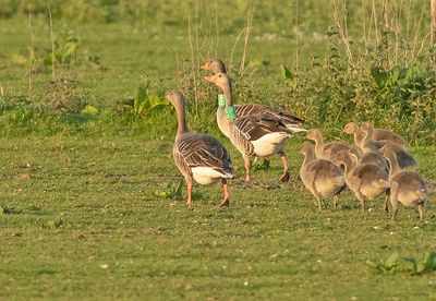 Grauwe Gans H676 en Grauwe Gans H692 