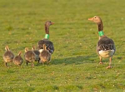 Grauwe Gans H634 en H645