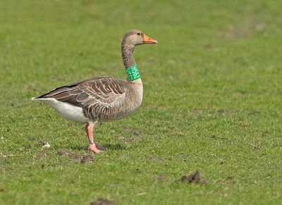 Grauwe Gans H562
