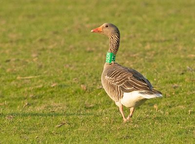 Grauwe Gans H251