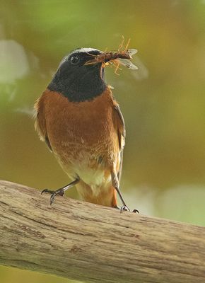 Gekraagde Roodstaart 7