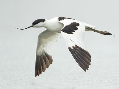 Kluut 15