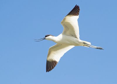 Kluut 16