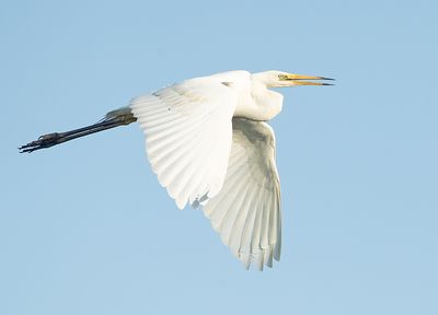 Grote Zilverreiger 24
